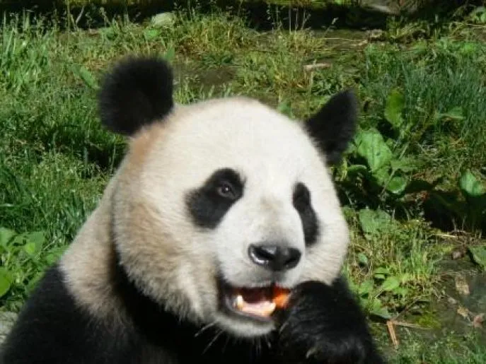 Panda's bij Chengdu